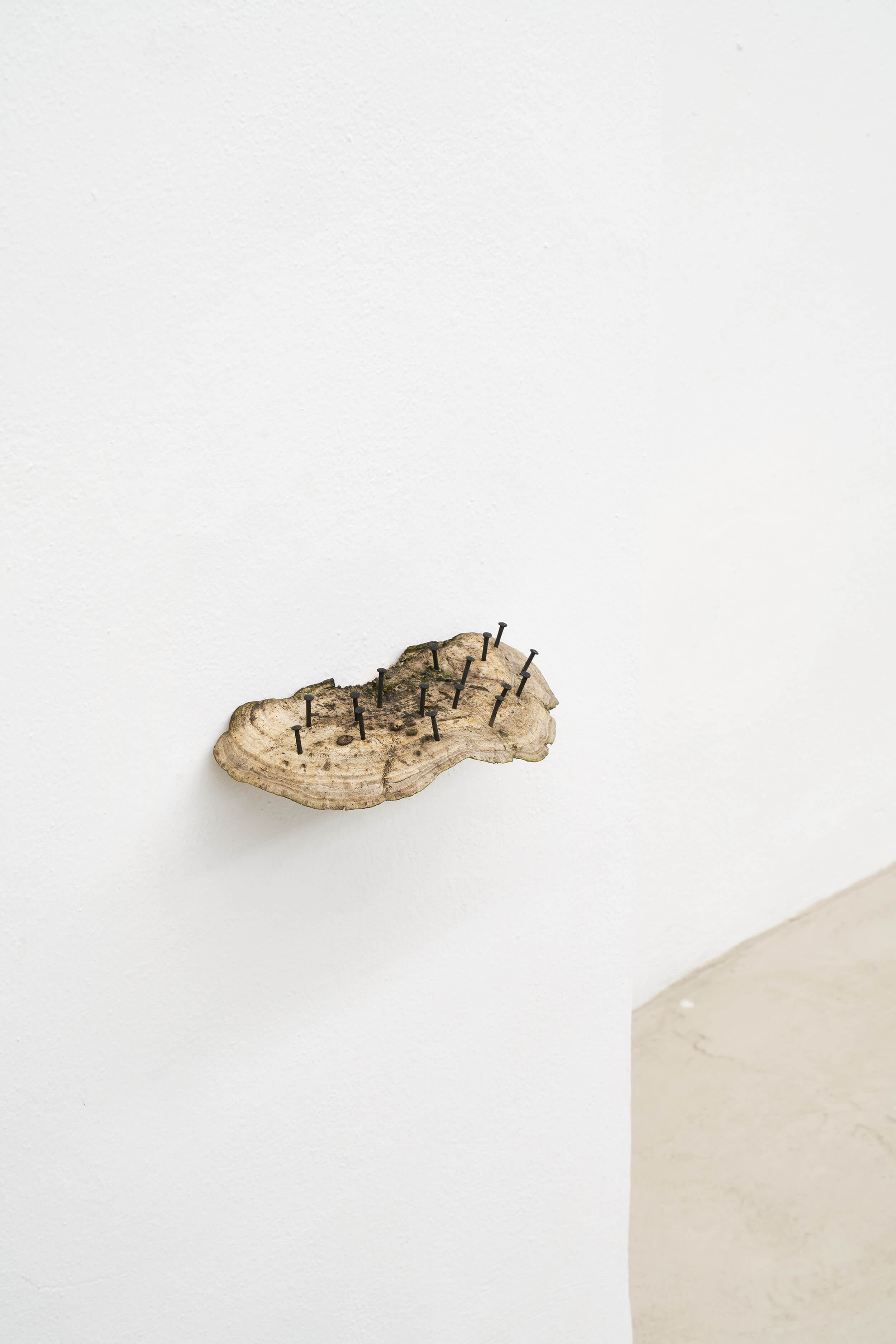 Edoardo Caimi's artwork, Untitled, 2019, made of mushroom and spikes, 10 × 18 × 5 cm Installation view of last exhibition at the gallery
